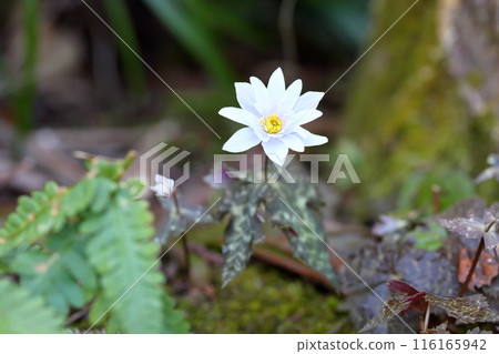 Early spring flower: Anemone ulmoides 116165942