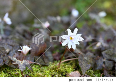 早春花雪割一毛 116165943