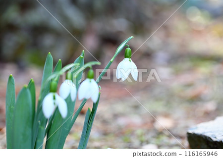 cute snowdrop flower cute snowdrop flower 116165946
