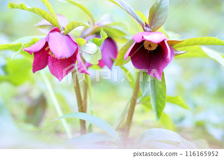 Christmas rose flowers Christmas rose flowers 116165952