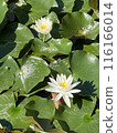 Lotus flower  116166014