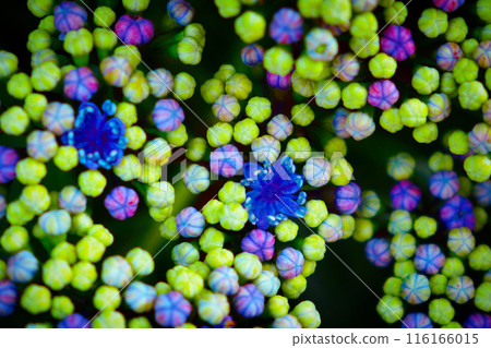 hydrangea hydrangea 116166015