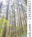 In the forest 116166017