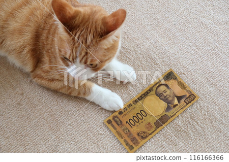 Japan Bank 10000 yen new banknote toy with cat in Tokyo, japan. July 3, 2023 116166366