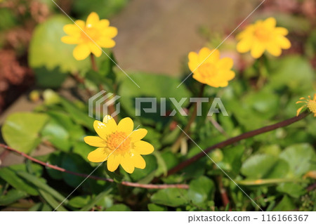 Bright marsh marigold flowers 116166367