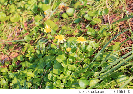 明亮的 Hymeryukinka 花 116166368