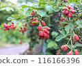 Lots of blackberries on the walk 116166396