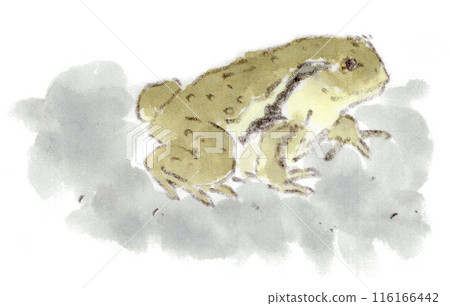 A watercolor illustration of a common creature, the Japanese bullfrog (Bufo arvensis) found on the roadside 116166442