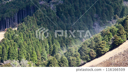 Cedar pollen spreading across the mountains Cedar pollen spreading across the mountains 116166509