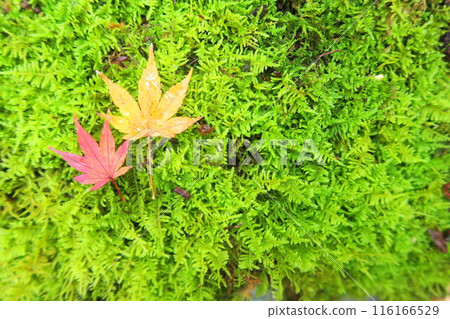 落在青苔的秋葉 落在青苔的秋葉 116166529
