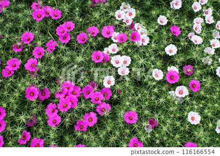 Pink and white portulaca flowers blooming in September 116166554