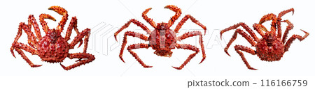 Set of three king Alaskian crab isolated on a white background, top view Set of three king Alaskian crab isolated on a white background, top view 116166759