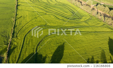 Aerial view of green rice field. Drone shot frome above Aerial view of green rice field. Drone shot frome above 116166808