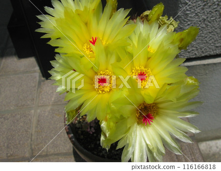 Cactus Yellow Flower Cactus Yellow Flower 116166818