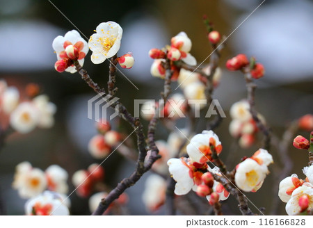 花園裡盛開的白梅花 116166828