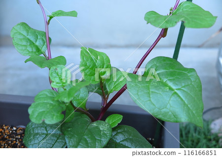 Young shoots of morning glory grown in a planter 116166851