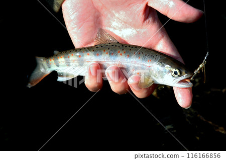 Amago with a black dorsal fin, characteristic of the amago that becomes Satsukimasu 116166856