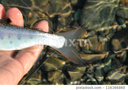 Amago with a black dorsal fin, characteristic of the amago that becomes Satsukimasu Amago with a black dorsal fin, characteristic of the amago that becomes Satsukimasu 116166860