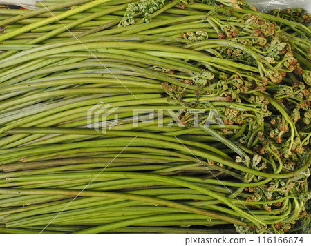 收穫的蕨菜背景材料 收穫的蕨菜背景材料 116166874
