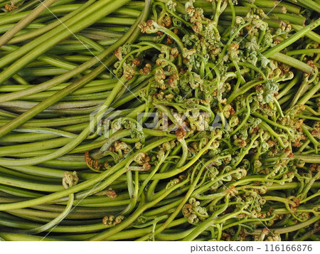 收穫的蕨菜背景材料 收穫的蕨菜背景材料 116166876