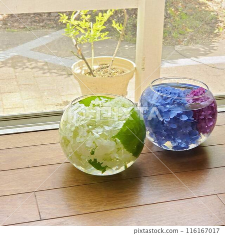 Enjoy the coolness of hydrangeas 116167017