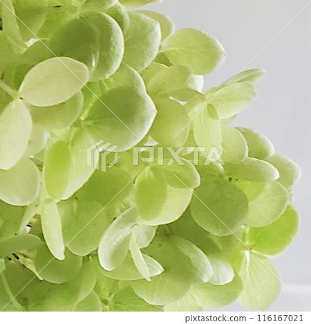 Annabelle's dried flowers (close-up) Annabelle's dried flowers (close-up) 116167021