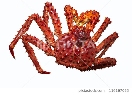 Alaskian king crab isolated on a white background, top view Alaskian king crab isolated on a white background, top view 116167033
