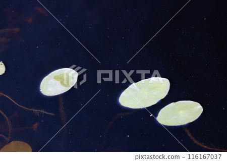漂浮的水生植物 漂浮的水生植物 116167037