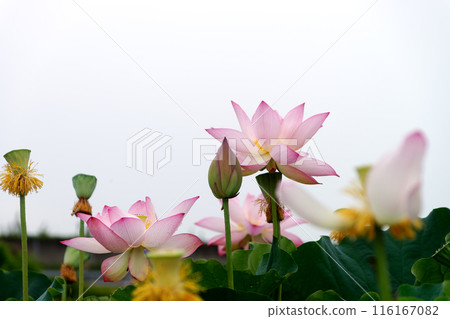 Blooming lotus 116167082