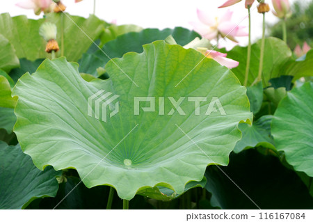 盛開的蓮花 盛開的蓮花 116167084