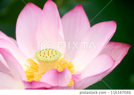 盛開的蓮花 116167088