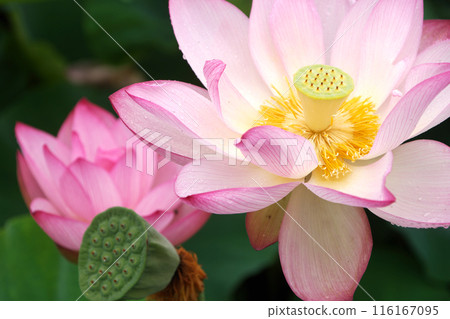 Blooming lotus 116167095