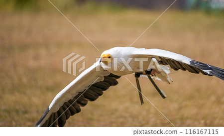 Flight scene of an Egyptian vulture flying over the ground 116167115