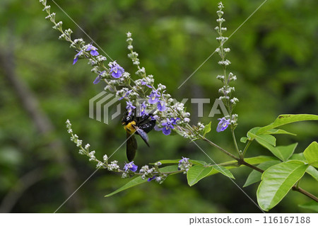 胡蘿蔔花和蜜蜂 胡蘿蔔花和蜜蜂 116167188