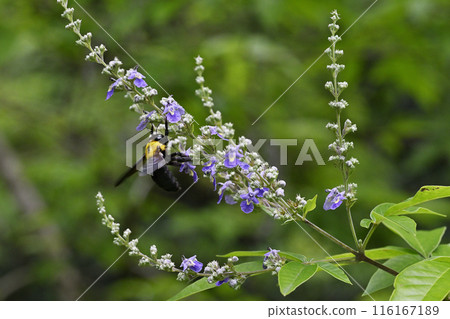 胡蘿蔔花和蜜蜂 116167189