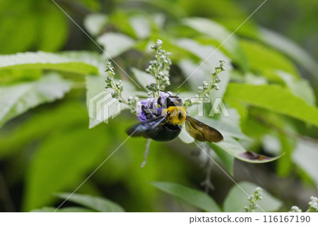 胡蘿蔔花和蜜蜂 116167190