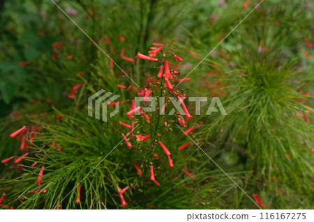 Shrub of russelia equisetiformis Shrub of russelia equisetiformis 116167275