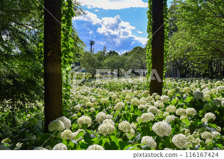 Sagamihara Kita公園的繡球花 116167424