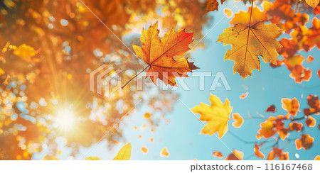 Beautiful Autumn Leaves in Vibrant Park Scenery. 116167468