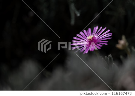 樹蔭下的松花 116167473