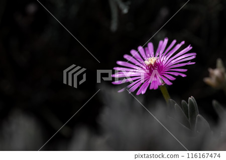 Figure daisy flowers in the shade 116167474