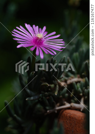 樹蔭下的松花 116167477