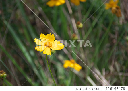 Wild Coreopsis lanceolata 116167478