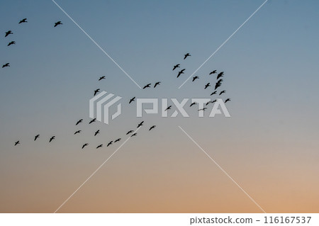 一群白額雁在夕陽的映襯下棲息 116167537