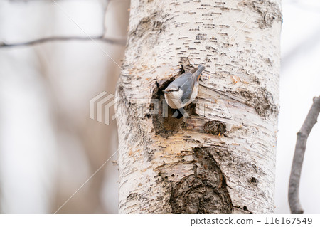 A nuthatch watching the surroundings from the entrance of its nest hole. A nuthatch watching the surroundings from the entrance of its nest hole. 116167549