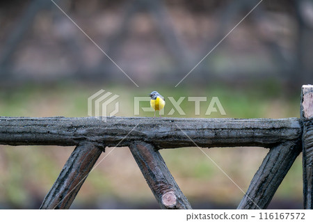 A grey wagtail watching the surroundings from the fence in the park 116167572
