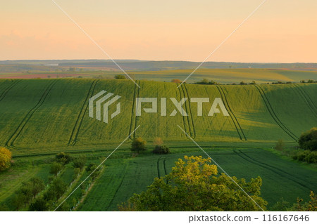 Central Europe, Czech Republic, Moravian steppe near Kyjov, South Moravia, wheat fields and rapeseed fields at dusk 116167646