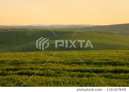 中歐捷克共和國南摩拉維亞基約夫附近的摩拉維亞草原黃昏時分的麥田和油菜田景觀。 116167649