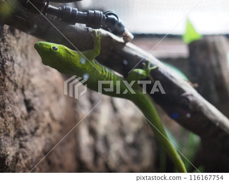 Giant day gecko (one) Giant day gecko (one) 116167754