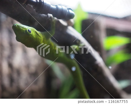 Giant day gecko (one) Giant day gecko (one) 116167755